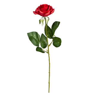 Rød Rose Langstilket