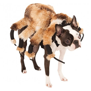 Edderkopp Hundekostyme
