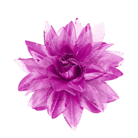 Tropisk Hårblomst Rosa og Lyserosa