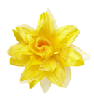 Tropisk Hårblomst Gul
