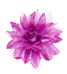 Tropisk Hårblomst Rosa og Lyserosa