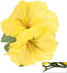 Hibiskusblomst Hårklype Gul
