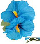 Hibiskusblomst Hårklype Lyseblå