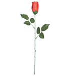 Lang Rød Rose