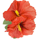 Hawaiiblomst Hårklype Rød