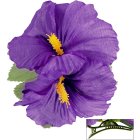 Hibiskusblomst Hårklype Lilla